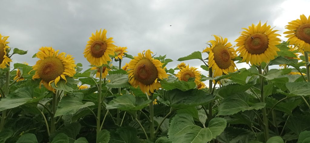 Champ de tournesol en Seine-Maritime.